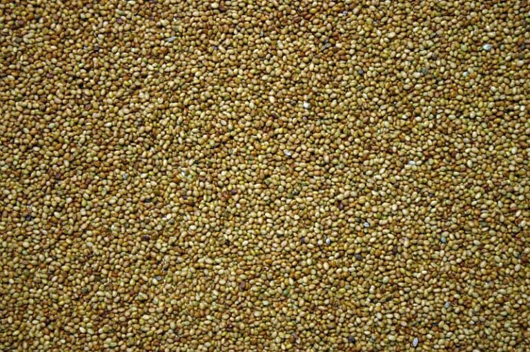 🌿 Semences fourragères