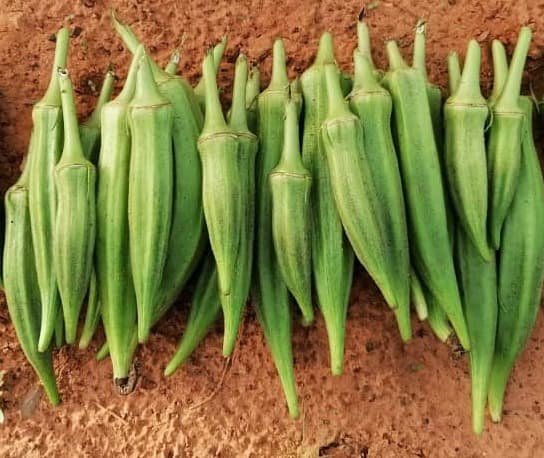 🥬 Semences maraîchères